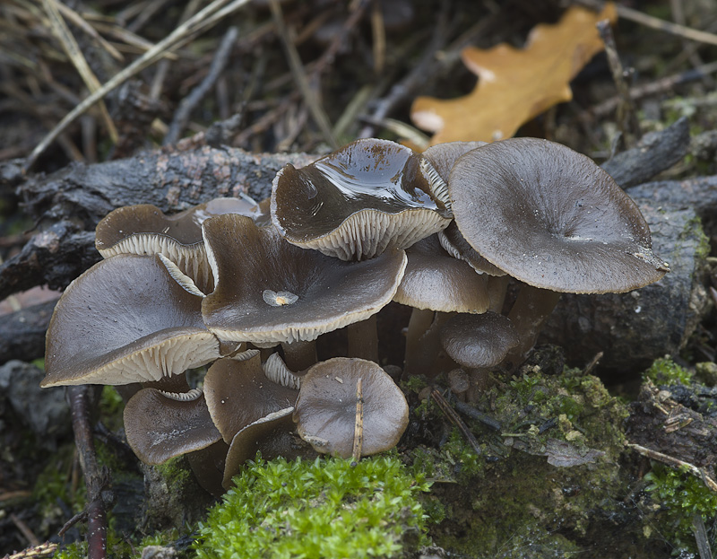 Tephrocybe ambusta